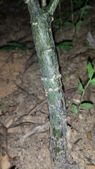 Adenia perrieri image