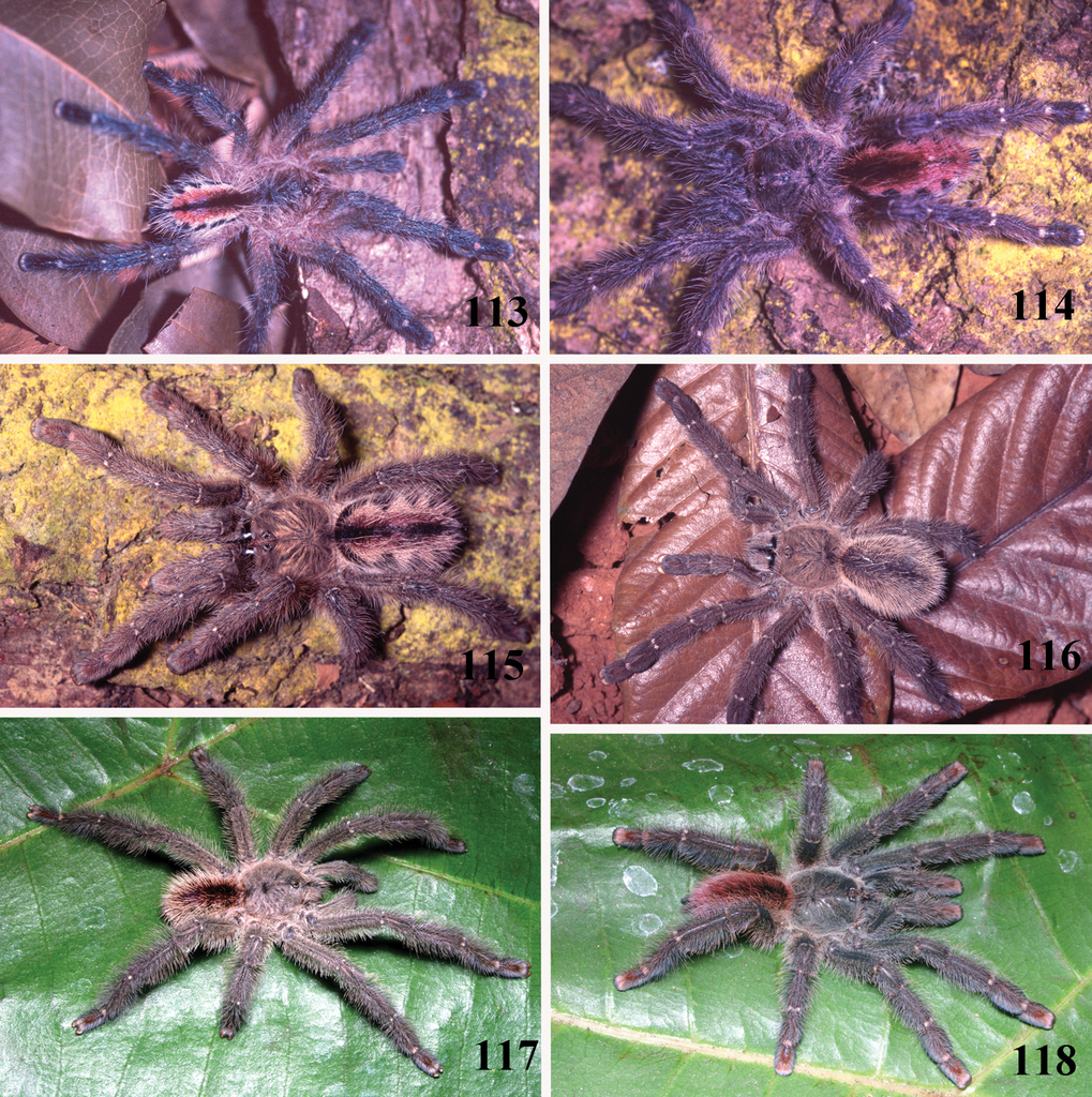 Brazilian purple tarantula