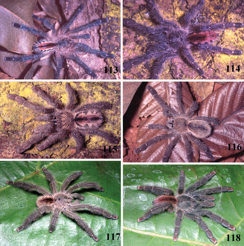 Brazilian purple tarantula
