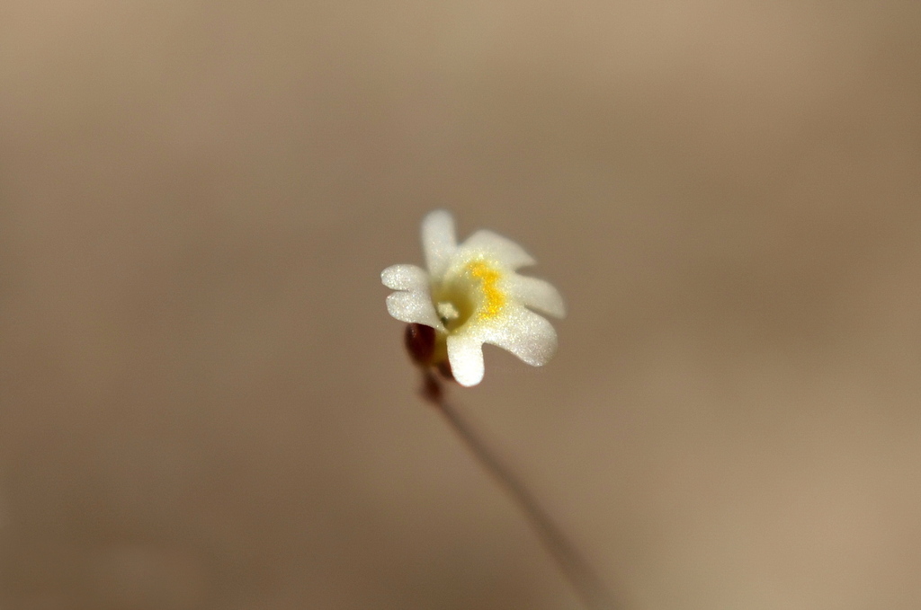 Utricularia quinquedentata