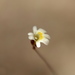 Utricularia quinquedentata - Photo (c) Thilo Krueger, alguns direitos reservados (CC BY-NC), uploaded by Thilo Krueger