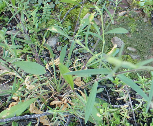 Image of Silene undulata by (c) Nicola van Berkel, some rights reserved (CC BY-SA)