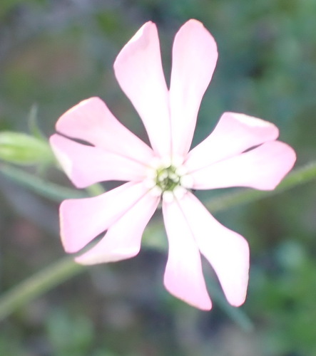 Image of Silene undulata by (c) Nicola van Berkel, some rights reserved (CC BY-SA)