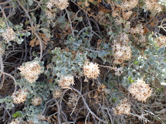 Ericameria cuneata