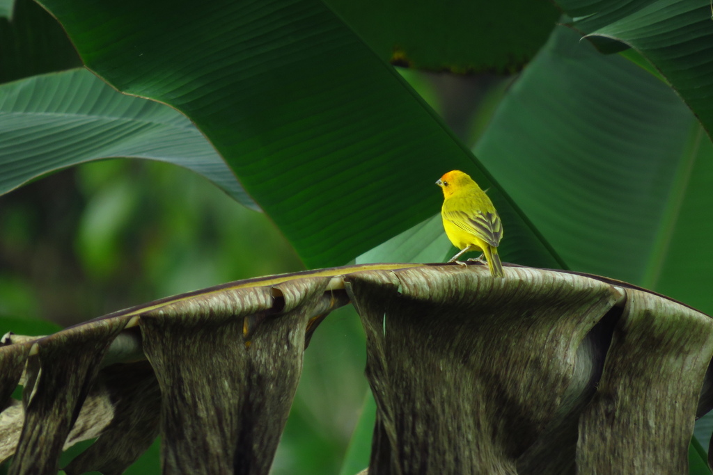 Saffron Finch from Puerto Caicedo, Putumayo, Colombia on August 20