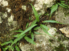 Asplenium ruprechtii