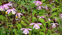 Pleione formosana