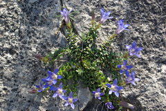 Gentiana septemfida grossheimii