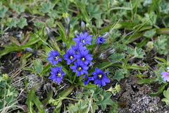 Gentiana dshimilensis