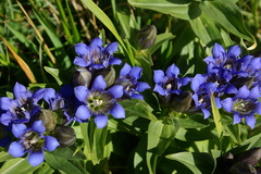 Gentiana septemfida