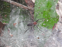 Aglaoctenus castaneus