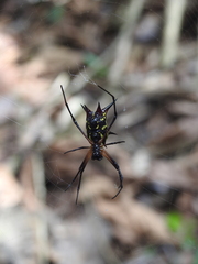 Micrathena kirbyi