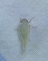 Cofana spectra