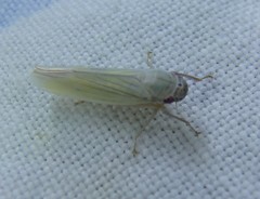 Cofana spectra
