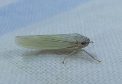 Cofana spectra