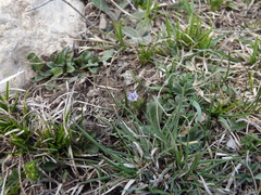 Gentiana aquatica
