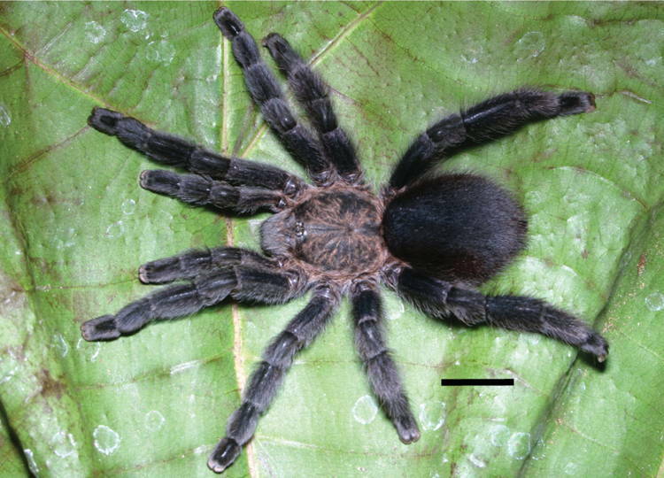 Brazilian Cadet Blue Bromelia Tarantula