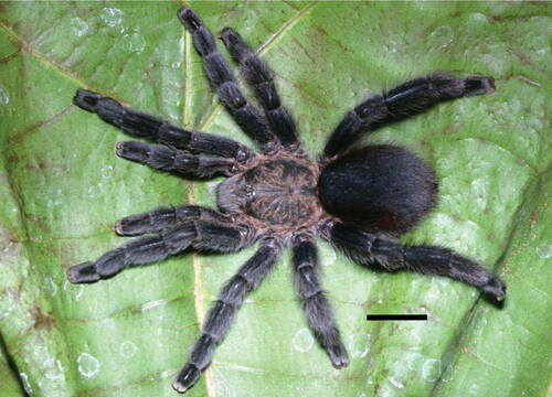 Brazilian Cadet Blue Bromelia Tarantula