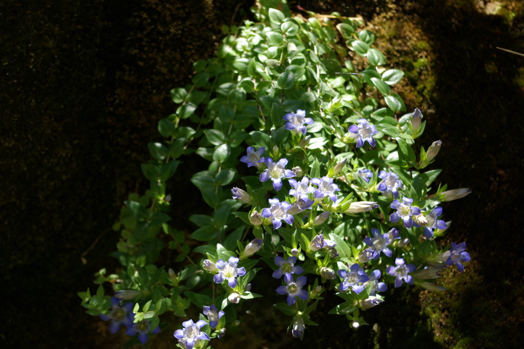 Gentiana lagodechiana