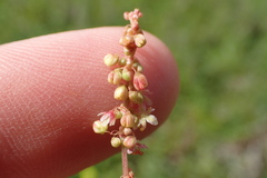 Rumex hastatulus
