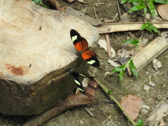 Heliconiini