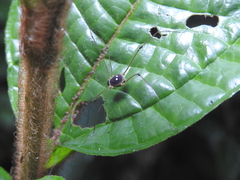 Protus bolivari