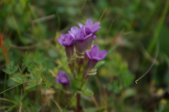 Gentianella caucasea
