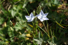 Lomatogonium carinthiacum