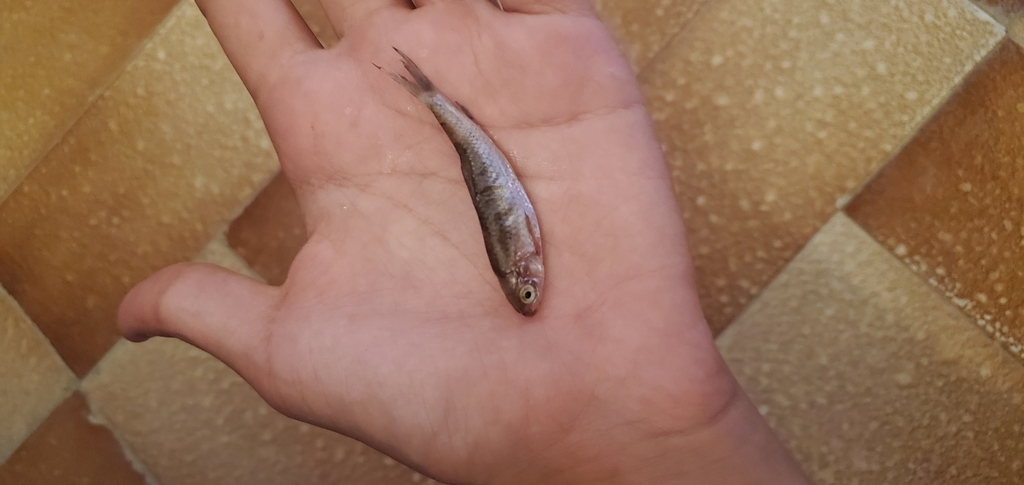 Moulouya Riffle Barbel