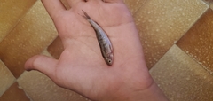 Moulouya Riffle Barbel photo 1