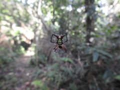 Micrathena kirbyi