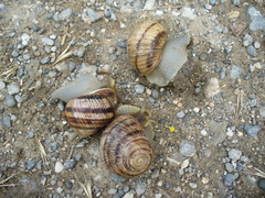 Helix albescens
