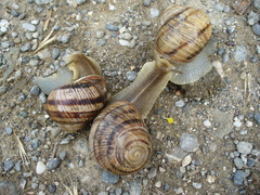 Helix albescens