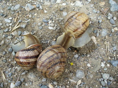 Helix albescens