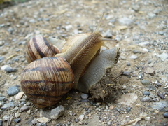 Helix albescens
