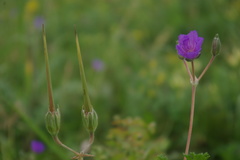 Erodium fumarioides