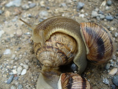 Helix albescens