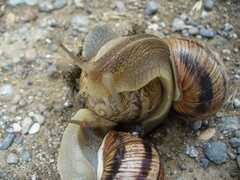 Helix albescens