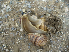 Helix albescens