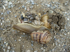 Helix albescens