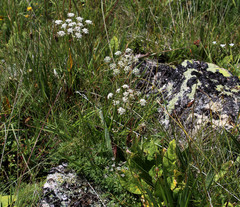 Lomatocarum alpinum