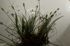 Carex fissa
