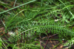 Achillea millefolium