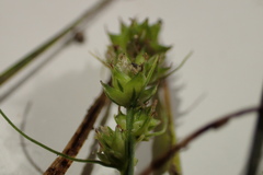 Carex fissa