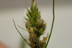 Carex fissa