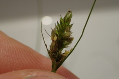 Carex fissa