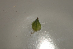 Carex fissa