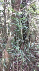 Dypsis heterophylla