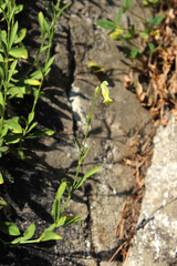 Silene kubanensis