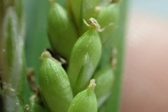 Carex flaccosperma